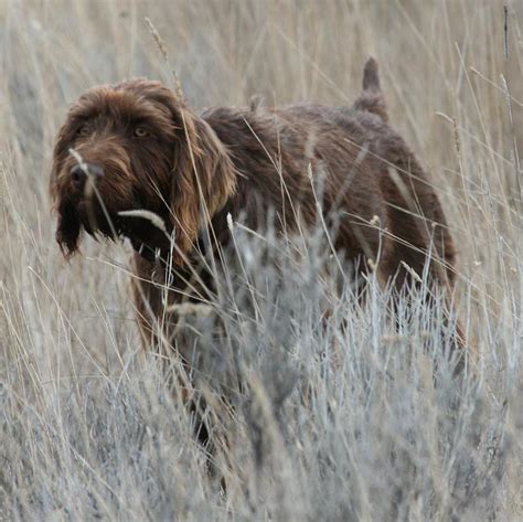 Sporting Dogs - List of all sporting dog breeds - K9 Research Lab