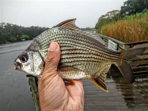 Mojarra, Striped pmk00001 | www.roughfish.com