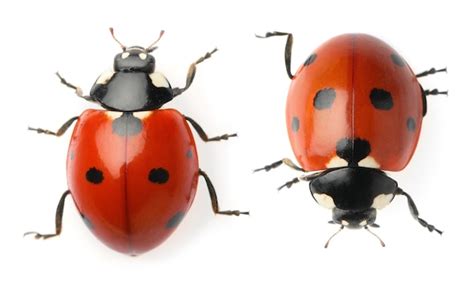 Premium Photo | Top view of beautiful ladybugs on white background collage