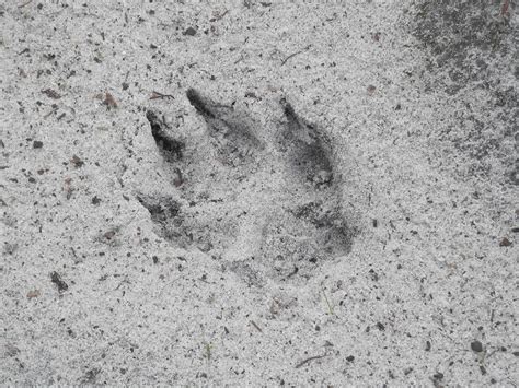 Florida Cougar Print Photograph by Belinda Lee | Pixels