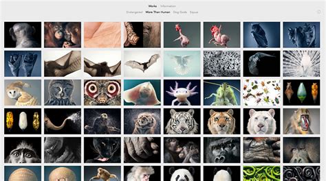 26 Photography Portfolio Examples for Inspiration - Colormelon