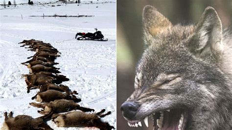 Wolf Pack Slays Entire Elk Herd For 'Sport' | US News | Sky News