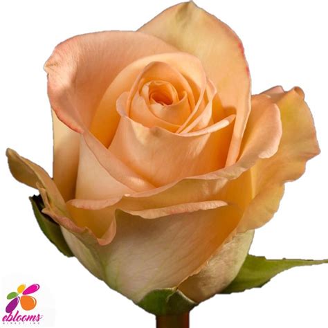 Peach Roses by Variety. Order online with Fee Shipping for all USA ...