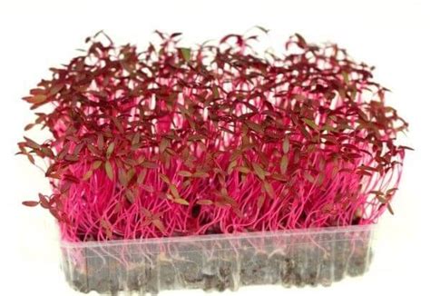 How to Grow Amaranth Microgreens | Practical Growing