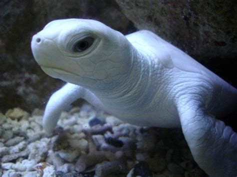 Albino Turtle - JoBSPapa.com | Albino animals, Rare albino animals, Baby sea turtles