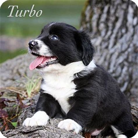 Turbo | Adopted Puppy | Wilmington, DE | Border Collie/Dachshund Mix