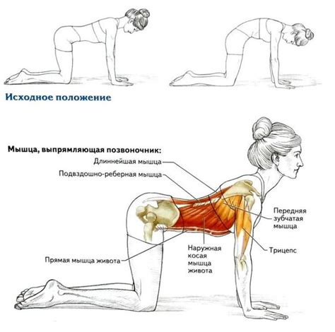 Омолаживающие 8 упражнений для укрепления спины | Хитрости жизни ...