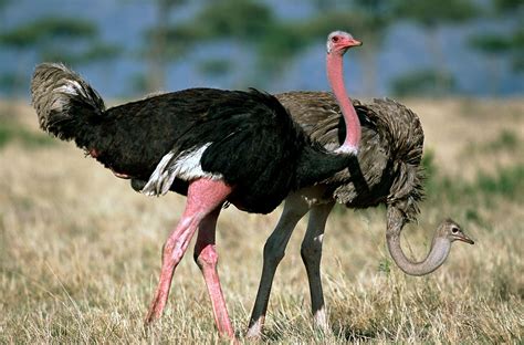 World’s Biggest Birds Are Stellar Dads and Unusual Lovers | Ostriches ...