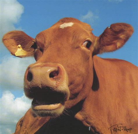 C113 - Moo Cow - Blank Card - Square – Tracey Elliot-Reep