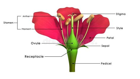 Parts of a flower. Peduncle: The stalk of a flower. Receptacle: The part of a fl , #Ad, #stalk ...