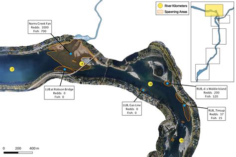 Lower Columbia River Rainbow Trout Spawning 2019 | Poisson Consulting