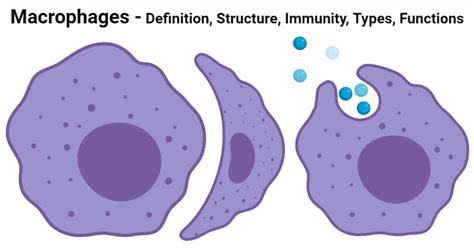 Macrophage Diagram