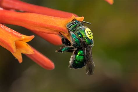 A single gene for scent reception separates two species of orchid bees