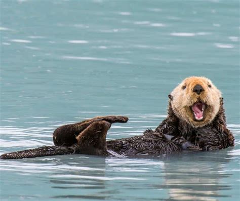 The 16 Best Places to See California Sea Otters + Fun Facts!