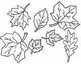 Coloring Sheet Of Leaves sketch template