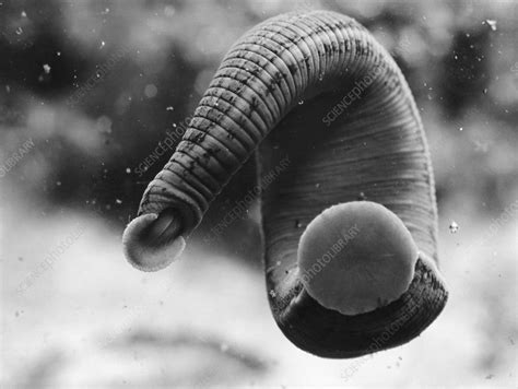 Hirudo medicinalis officinalis (leech) - Stock Image - Z205/0119 - Science Photo Library