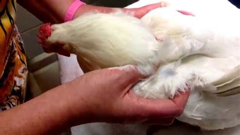 Deslorelin implant for Diane the hen - YouTube