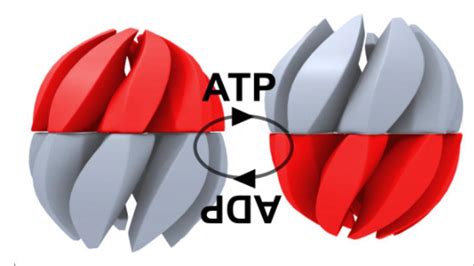 In the Heat of Action: A "Regeneration System | EurekAlert!