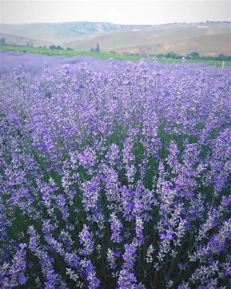 Lavender field, Romania // @adelinasgray | Wild flowers, Lavender ...