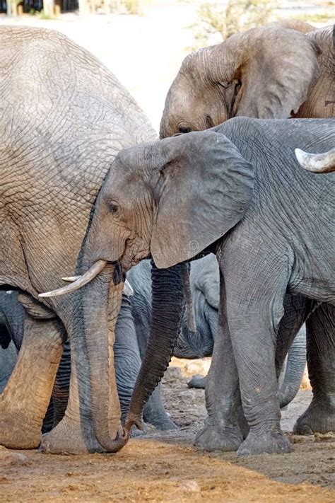 Elephants by a Watering Hole Stock Photo - Image of botswana, watering: 136550734