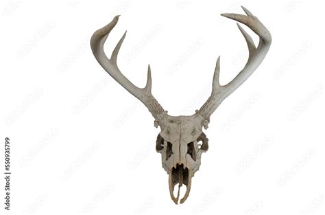 Deer skull with antlers on transparent background Stock Photo | Adobe Stock