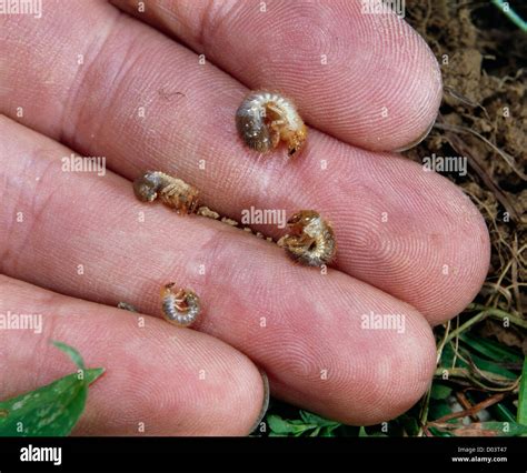 JAPANESE BEETLE LARVAE (POPILLIA JAPONICA) WHITE GRUBS (LARVAE) IN HAND Stock Photo - Alamy