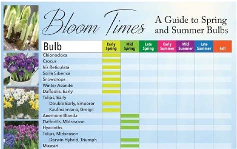 Bloom Times: Guide to Spring and Summer Bulbs | Spring bulbs garden ...