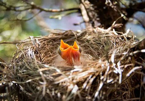 Bird Nesting Habits and Behavior