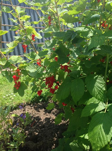 Red currant bush | Potager garden, Plants, Currant bush