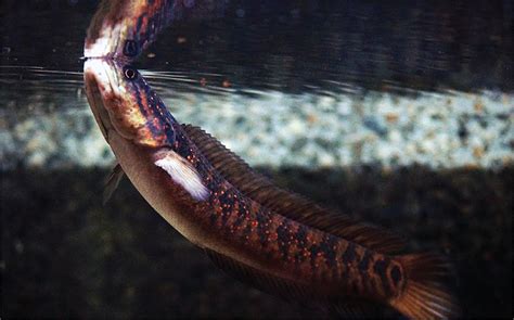 Channa Asiatica Si Ikan Gabus dari Negeri Tirai Bambu - Nakama Aquatics