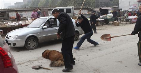 Tibetan mastiffs: Abandoned by rich Chinese, thousands of giant dogs roam wild in China and ...