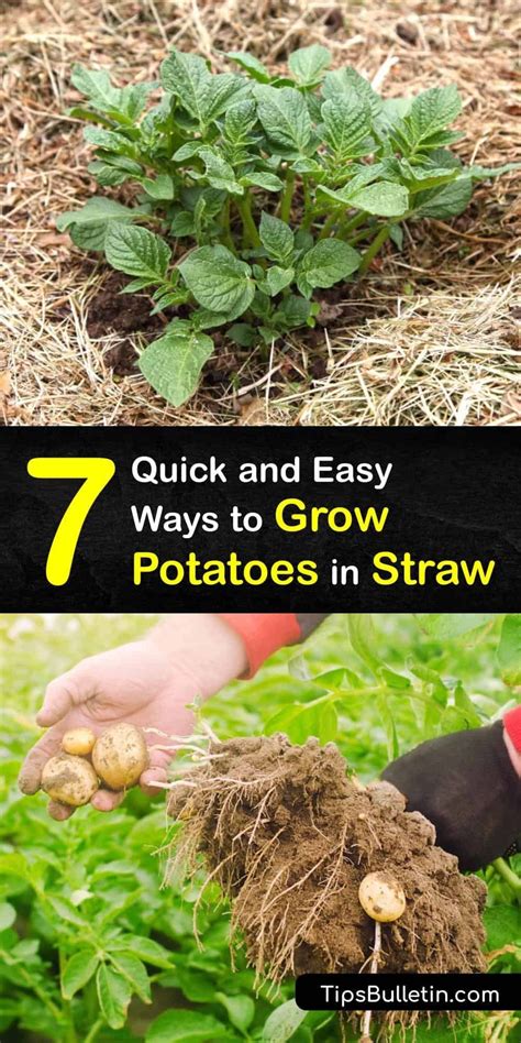 Potato Gardening, Planting Potatoes, Growing Fruit, Growing Vegetables, Gardening For Beginners ...