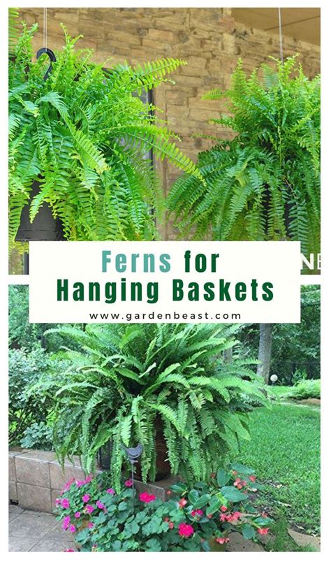 Ferns for Hanging Baskets: Complete Guide