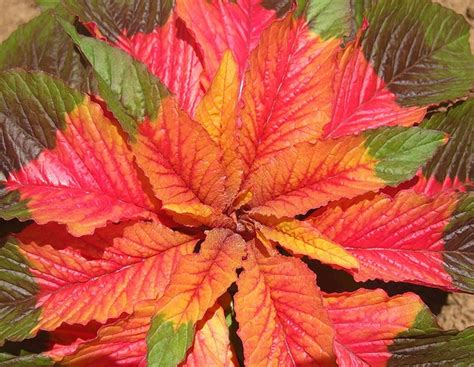 Amaranthus tricolor (Fountain Plant, Joseph's Coat) | North Carolina ...