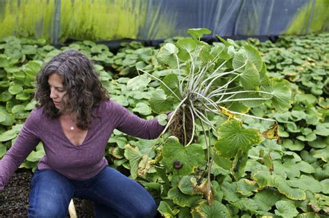 Real wasabi: Japanese horseradish returns to its pungent, vegetal roots - oregonlive.com