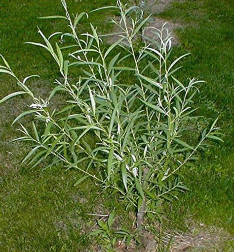 Dozen Hybrid Willow Tree Cuttings Ready to Plant Fast - Etsy