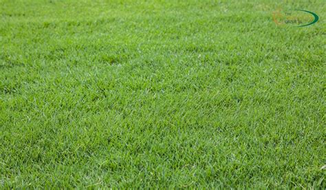 Types Of Bermuda Grass - Which Varieties Are Ideal For Your Lawn? - The Turfgrass Group Inc