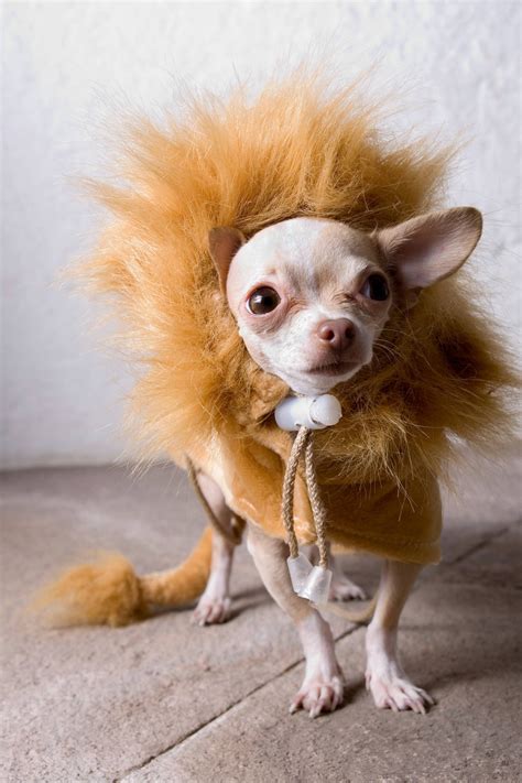 29 Pet Halloween Costumes So Cute You'll Cry | Halloween animals, Pet halloween costumes ...