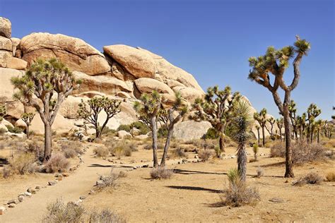 Mojave National Preserve - Wander Westward