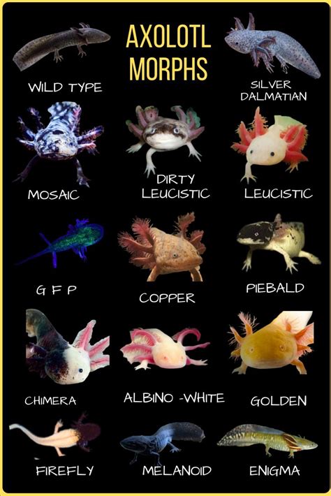 Enigma Axolotl