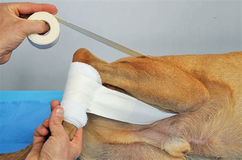 The Ehmer Sling in Canine Orthopedic Surgery | Clinician's Brief