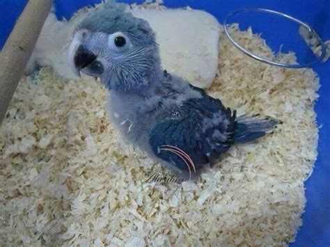 Baby Spix Macaw : r/parrots