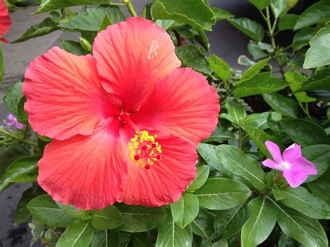 17 Best images about Amapola♥ on Pinterest | Sexy, Red flowers and Hibiscus