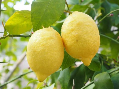 Lemon Tree Problems | Niche Products | Fruit Growers Supply