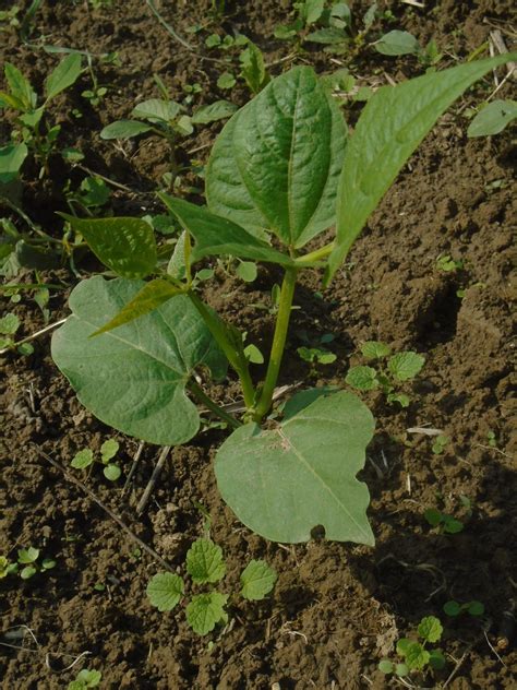 Cara Menanam Kacang Hijau yang Baik agar Hasilnya Menguntungkan - Toko ...