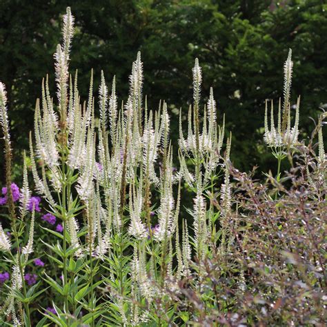 Veronicastrum virginicum ‘Album' from Wildegoose Nursery