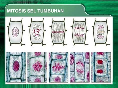 Pembelahan Sel Tumbuhan