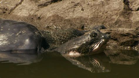 The Loneliest Animals | WETA