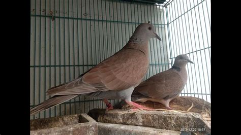 Ringneck dove X Pigeon Hybrid Female (Merpater Betina) Courting Sound ...