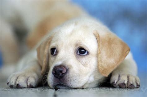 Cute Labrador Puppy :) HD desktop wallpaper : Widescreen : High ...